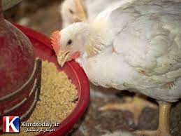 پرداخت سه هزار میلیارد ریال به واحد‌های تولیدی دام و طیور/کردستان رتبه اول تولید مرغ گوشتی منطقه را دارد