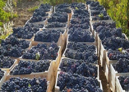 سالانه ۱۴۱ هزار تن انگور در کردستان تولید می شود