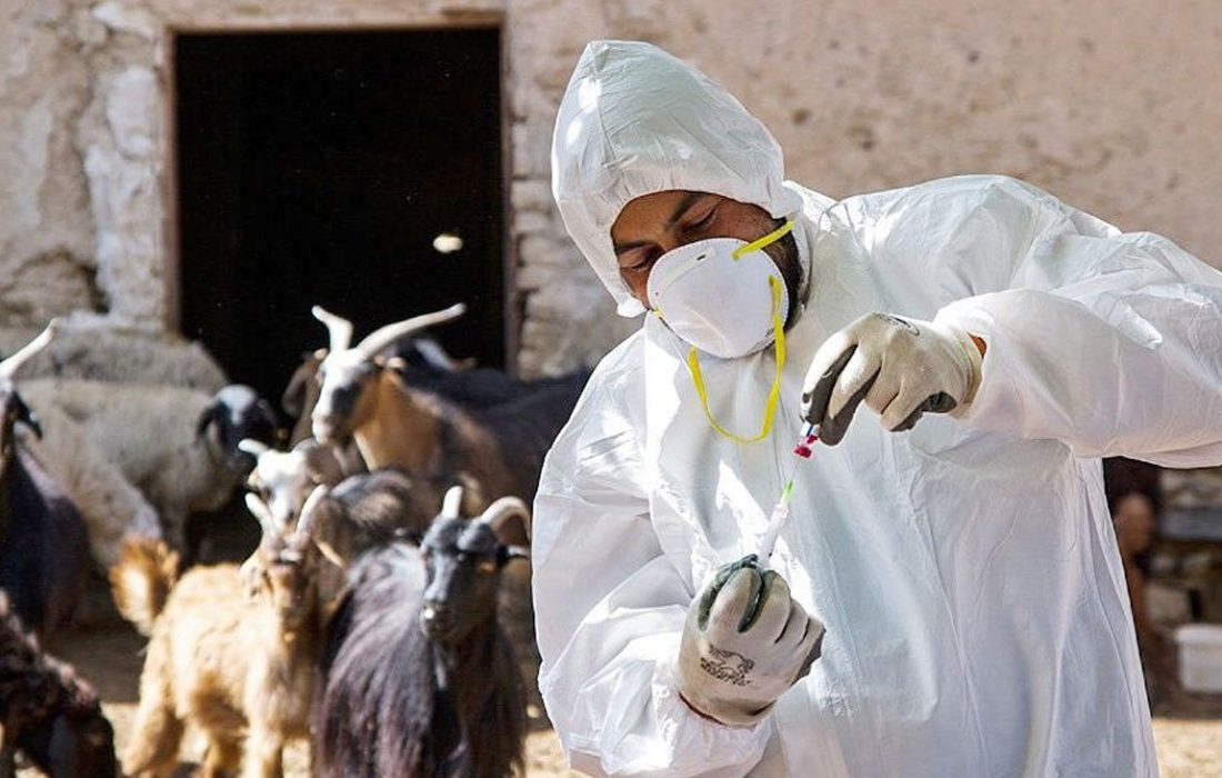 واکسینه شدن ۲۱۱ هزار رأس دام علیه بیماری بروسلوز در کردستان