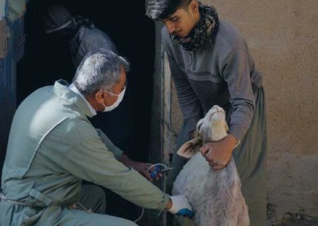 بیش از ۲۱۱ هزار راس دام سبک در کردستان علیه بیماری بروسلوز واکسینه شد
