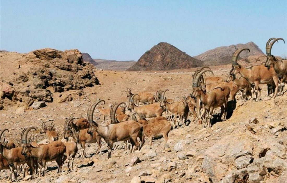 آغاز سرشماری پستانداران در زیستگاه های کردستان