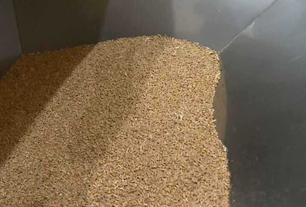 گندم با کیفیت خارجی وارد کردستان می‌شود