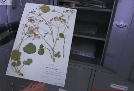 «هرباریوم»؛ گنجینه‌ای از گیاهان خشک در کُردستان/ ۱۶ گونه رکورد برای ایران گزارش شده است