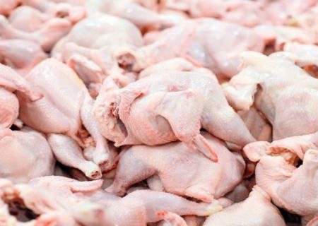 خرید حمایتی مرغ مازاد در کردستان به ۳۱۰ تن رسید