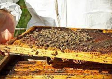 تولید عسل در کردستان ۳۰ درصد افزایش یافت