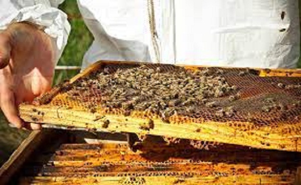 تولید عسل در کردستان ۳۰ درصد افزایش یافت