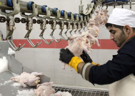 ۱۱۲ تن گوشت مرغ از مرغداری‌های کردستان خریداری شد