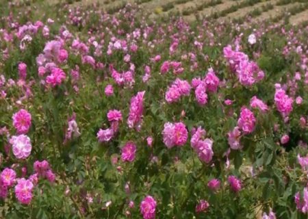 افزایش کشت انواع گیاهان دارویی در شهرستان دهگلان