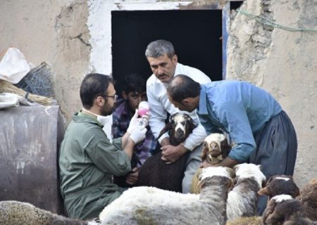 پنج میلیون نوبت‌سر دام در کردستان علیه بیماری‌ها واکسینه شد