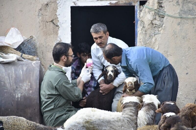 پنج میلیون نوبت‌سر دام در کردستان علیه بیماری‌ها واکسینه شد