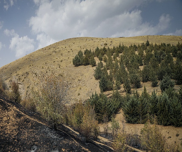 حدود ۹ هزار گزارش مردمی تخریب عرصه‌های طبیعی در کردستان ثبت شد