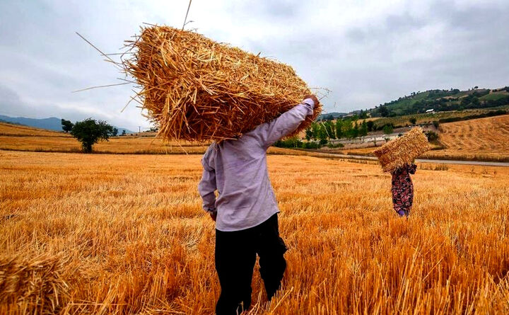 فرو‌ رفتن کشاورزی در ورطه اقتصاد دولتی/ «گندم کاری» دیگر نمی‌صرفد!