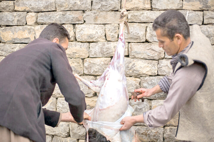 هشدار دامپزشکی به افزایش کشتار غیرمجاز دام در کردستان/کشتار اسب در استان روند افزایشی دارد