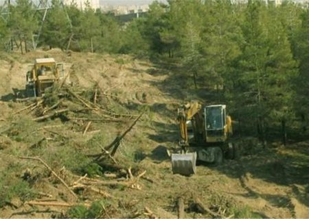 چوب حراج سوداگران به سرمایه ملی/جنگل های مریوان درحال نابودی هستند
