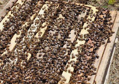 هشدار دامپزشکی کردستان درباره مرگ خاموش زنبورهای عسل