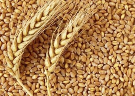میزان تولید بذر گندم دیم در کردستان ۳۸ درصد افزایش یافت