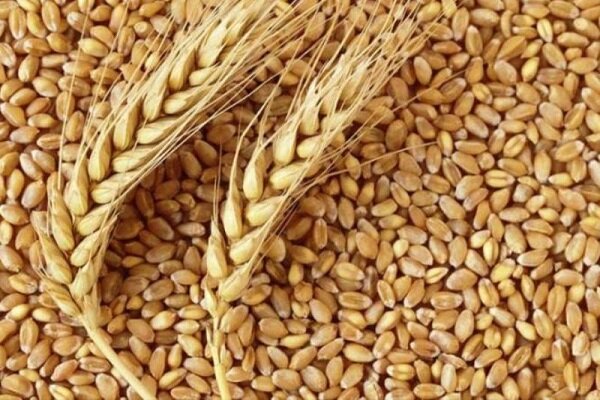 میزان تولید بذر گندم دیم در کردستان ۳۸ درصد افزایش یافت