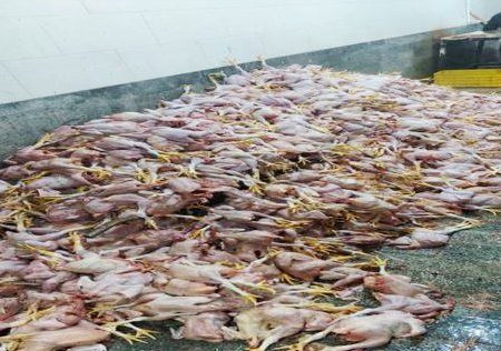 معدوم سازی بیش از ۲ هزار و ۴۰۰ قطعه لاشه مرغ عفونی و غیرقابل مصرف در مریوان