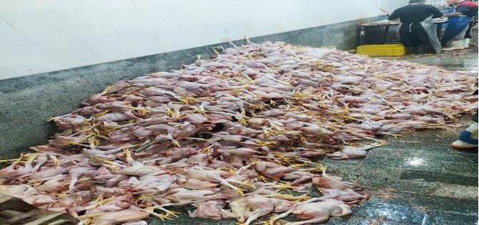 معدوم سازی بیش از ۲ هزار و ۴۰۰ قطعه لاشه مرغ عفونی و غیرقابل مصرف در مریوان