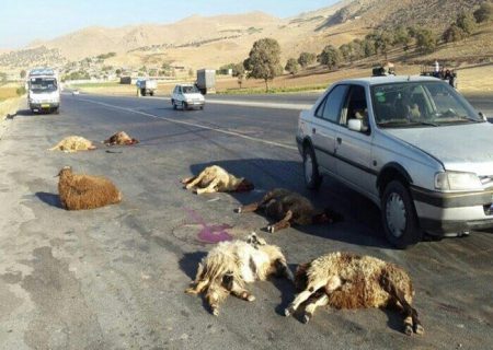 ۳۰ راس گوسفند بر اثر برخورد با مینی‌بوس در جاده سنندج- مریوان تلف شد
