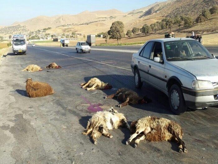 ۳۰ راس گوسفند بر اثر برخورد با مینی‌بوس در جاده سنندج- مریوان تلف شد