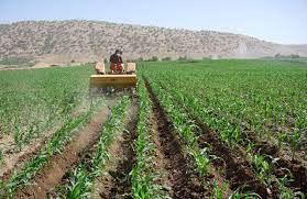 ۷۷ هزار هکتار از مزارع زیرپوشش طرح جهش تولید در کردستان محلول‌پاشی شد