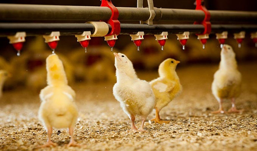 شایعه صادرات مرغ زنده گوشتی مریوان به عراق کذب محض است