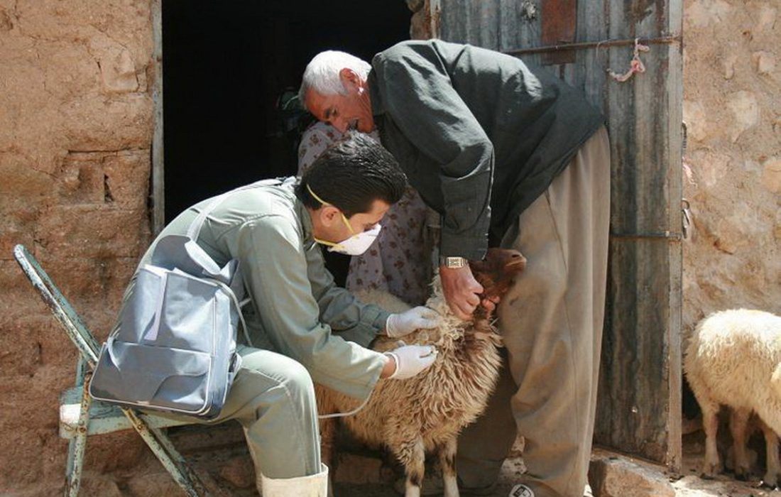 واکسیناسیون رایگان دام در کردستان آغاز شد