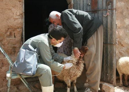 واکسیناسیون رایگان دام در کردستان آغاز شد