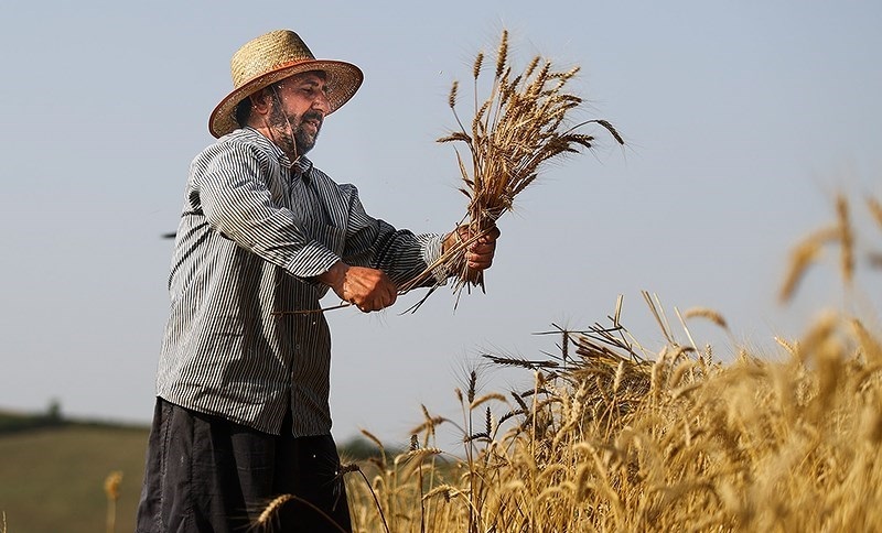 پیش‌بینی تولید بیش از ۲۳۰ هزار تن گندم در اراضی بیجار