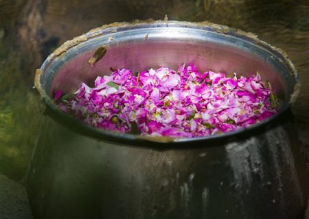 دومین جشنواره گلاب‌گیری در سنندج برگزار می‌شود