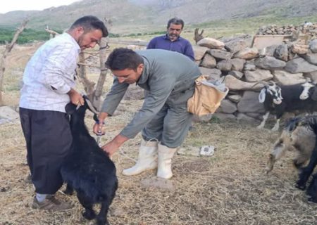 واکسیناسیون ۲۱۸ هزار راس بره و بزغاله علیه بیماری بروسلوز در سال جاری در استان کردستان