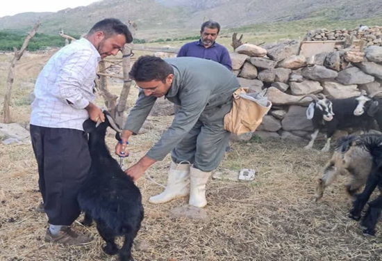واکسیناسیون ۲۱۸ هزار راس بره و بزغاله علیه بیماری بروسلوز در سال جاری در استان کردستان