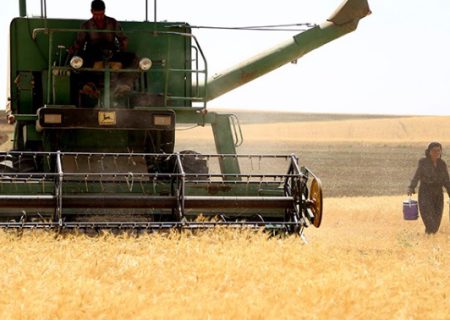تفاوت ۱۱ هزار تومانی قیمت گندم در ایران با خارج از کشور