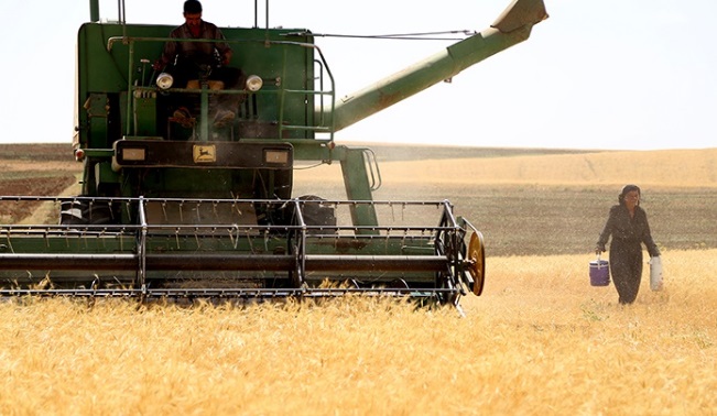 تفاوت ۱۱ هزار تومانی قیمت گندم در ایران با خارج از کشور