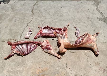کشف ۲ لاشه گوسفند آلوده از قصابی‌های حوزه دریاچه زریبار