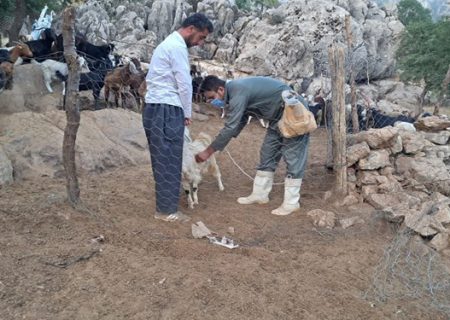مایه‌کوبی بیش از یک میلیون راس دام کردستان علیه بیماری تب برفکی آغاز شد