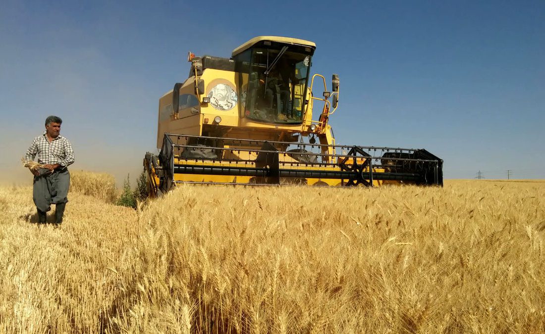 ۸۲ مرکز در سطح استان کردستان آماده تحویل گندم از کشاورزان است/ گندمکاران همچنان امیدوار به اصلاح قیمت باشند؟