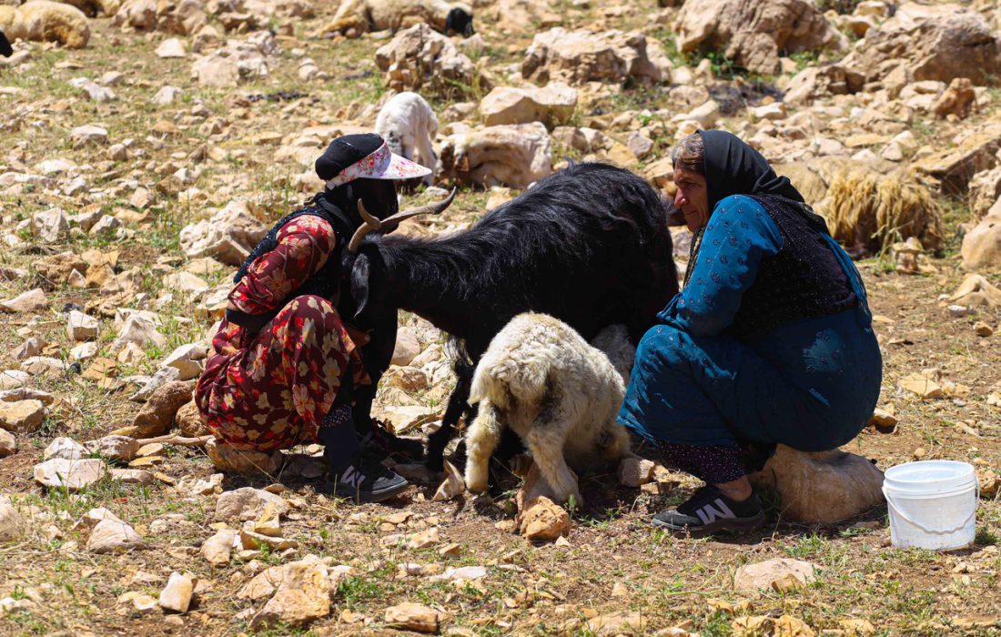 زندگی هه‌وارنشینان روستای پالنگان در دل کوهستان شاهو