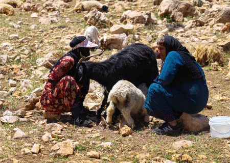 زندگی هه‌وارنشینان روستای پالنگان در دل کوهستان شاهو