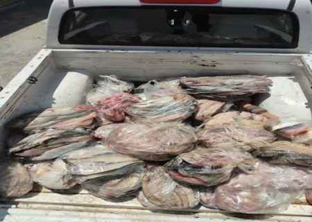ضبط بیش از ۴۰۰ کیلوگرم مرغ و ماهی فاسد در سنندج