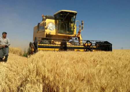 کردستان در آستانه رکوردزنی در تولید گندم در سطح کشور