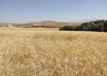 افزون بر ۹۹۵ هزار تن گندم در کردستان خریداری شد