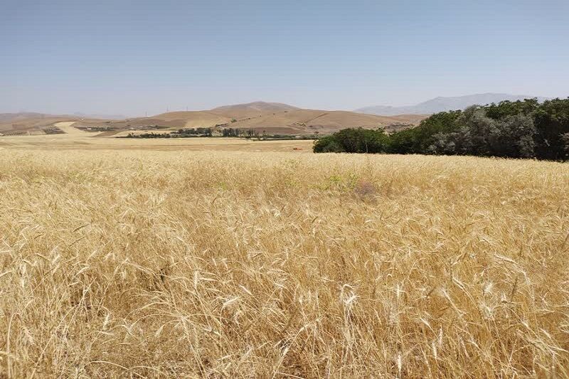 افزون بر ۹۹۵ هزار تن گندم در کردستان خریداری شد