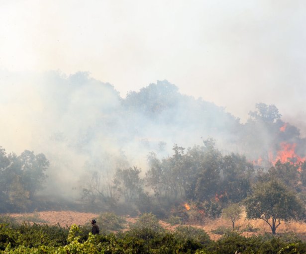 آتش‌سوزی جنگل‌های مریوان پیگیری قضایی می‌شود