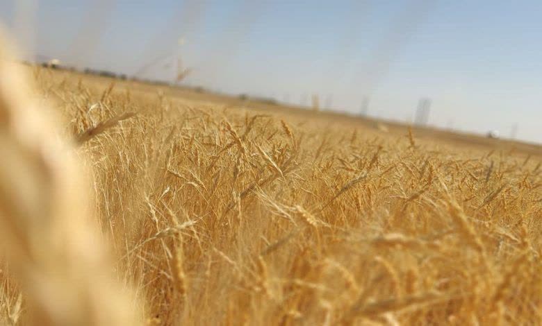 کردستان در آستانه رکوردزنی در تولید گندم در سطح کشور+ فیلم