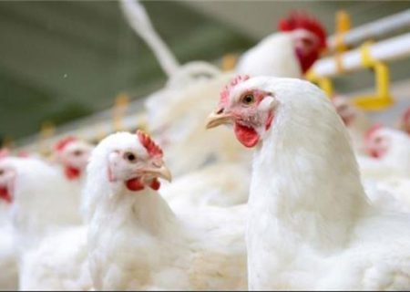 ثبات تنش بازار مرغ تا هفته آینده/مرغ زنده از کردستان برای ۶ استان دیگر صادر می‌شود