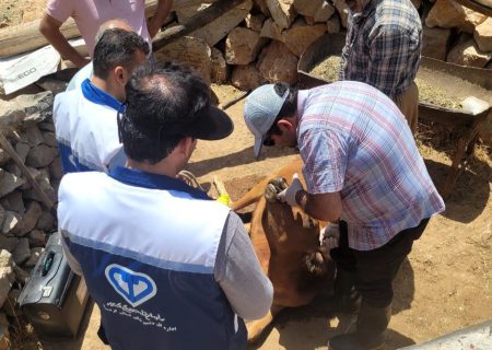 تلفات دام سنگین گاو و گوساله در روستای روار
