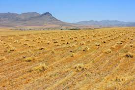 حدنگاری اراضی زراعی مهمترین رسالت سازمان ثبت اسناد کردستان است
