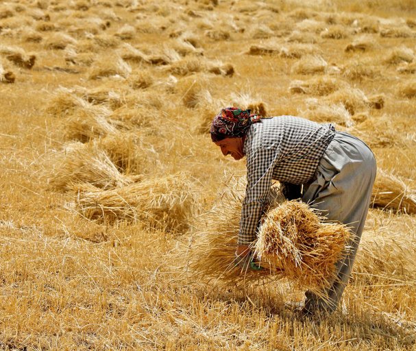 یک میلیون و ۱۲۰ هزار تن گندم مازاد بر نیاز از کشاورزان کردستانی خریداری شد